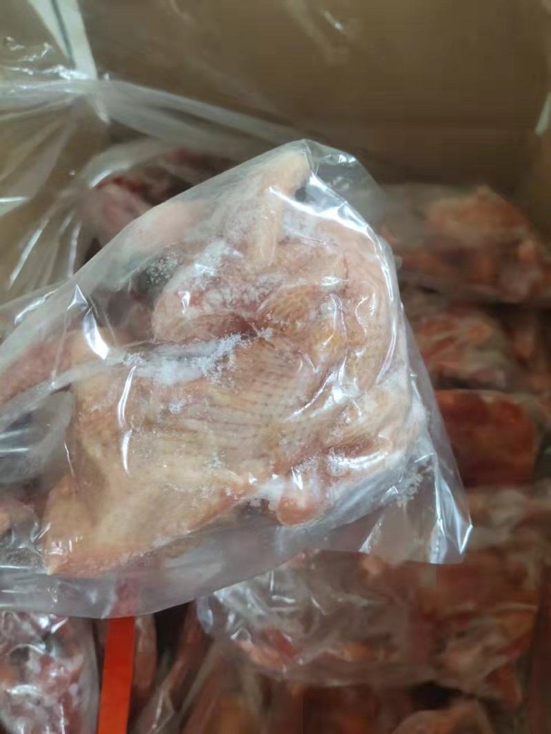 乳鸽，老鸽子，厂家直发欢迎采购