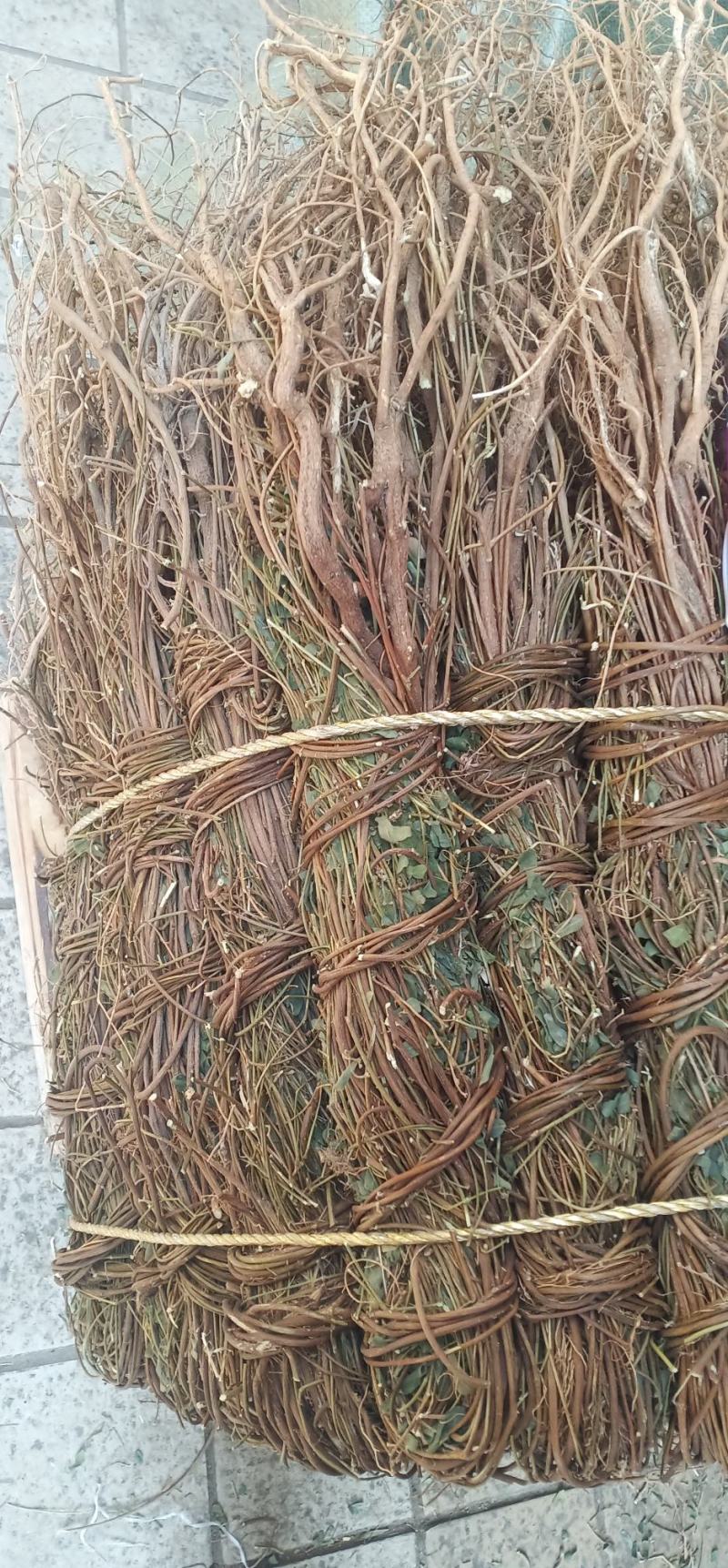 长扎大叶鸡骨草中药北发一手货源量大忧惠