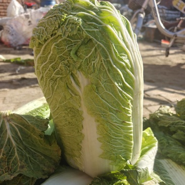 黄心大白菜新鲜正宗大白菜批发山东大白菜火锅食材蔬菜酸