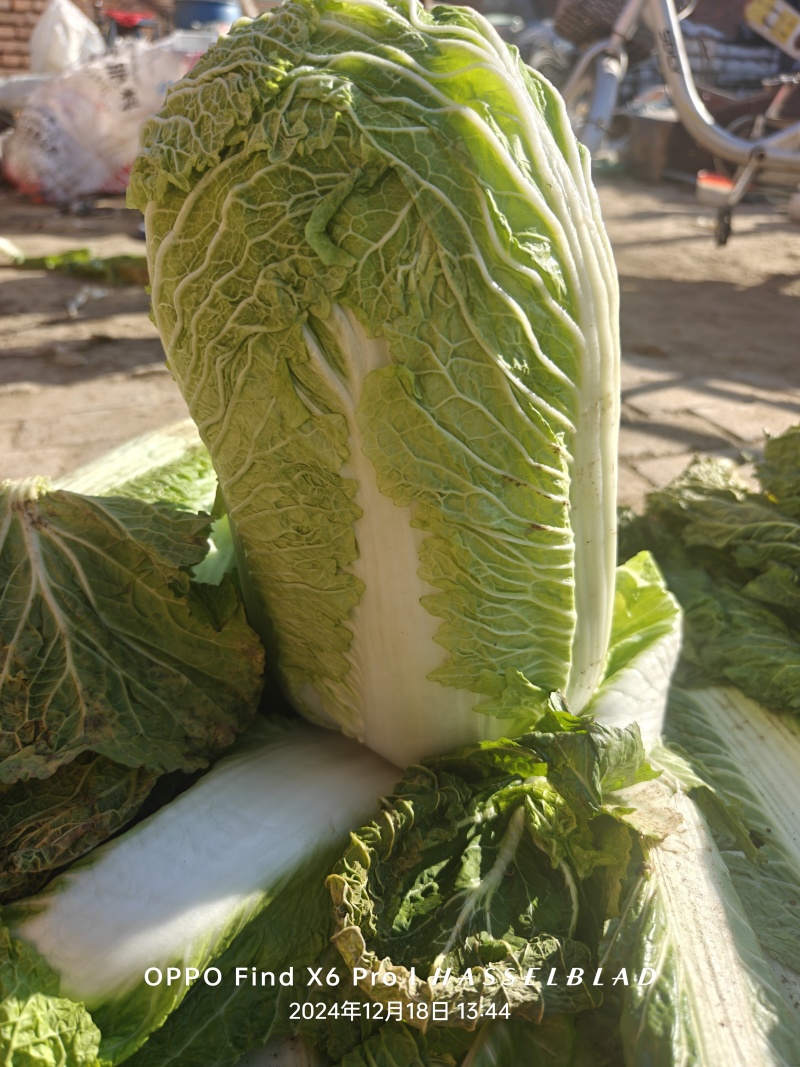 黄心大白菜新鲜正宗大白菜批发山东大白菜火锅食材蔬菜酸