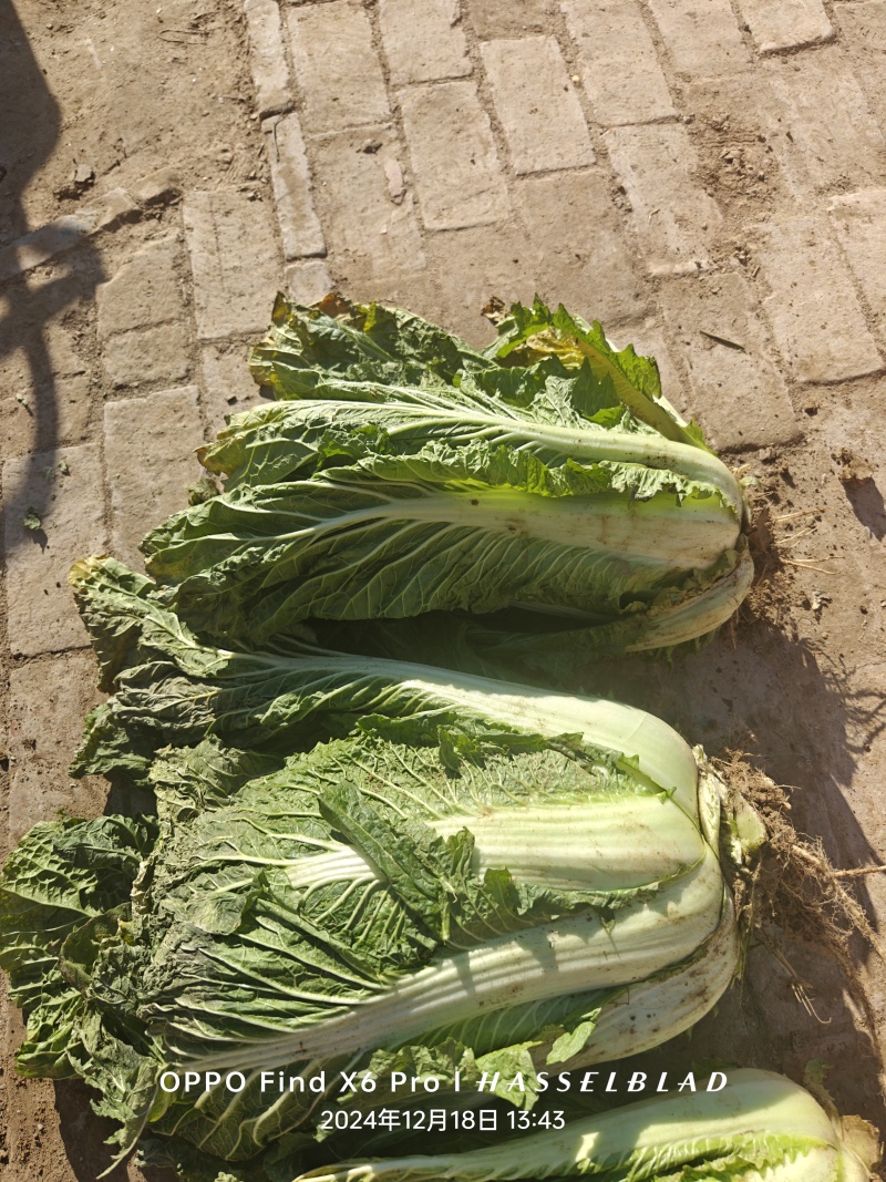 黄心大白菜新鲜正宗大白菜批发山东大白菜火锅食材蔬菜酸