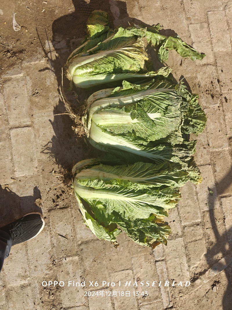 黄心大白菜新鲜正宗大白菜批发山东大白菜火锅食材蔬菜酸
