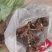 土茯苓本地野生土茯苓粉质甘甜现采现发