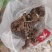 土茯苓本地野生土茯苓粉质甘甜现采现发