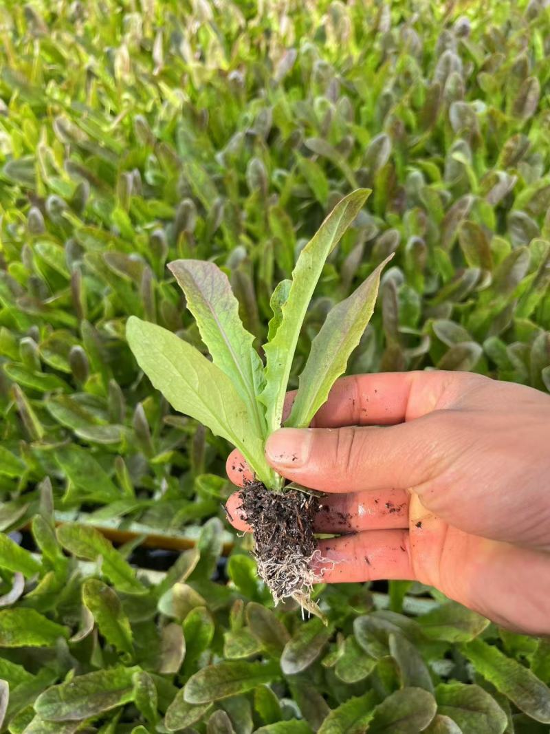 红尖叶莴笋苗/云南莴笋苗/耐寒抗冻高产/成活率高/现挖现