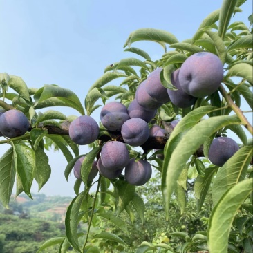 五月脆李子精品果