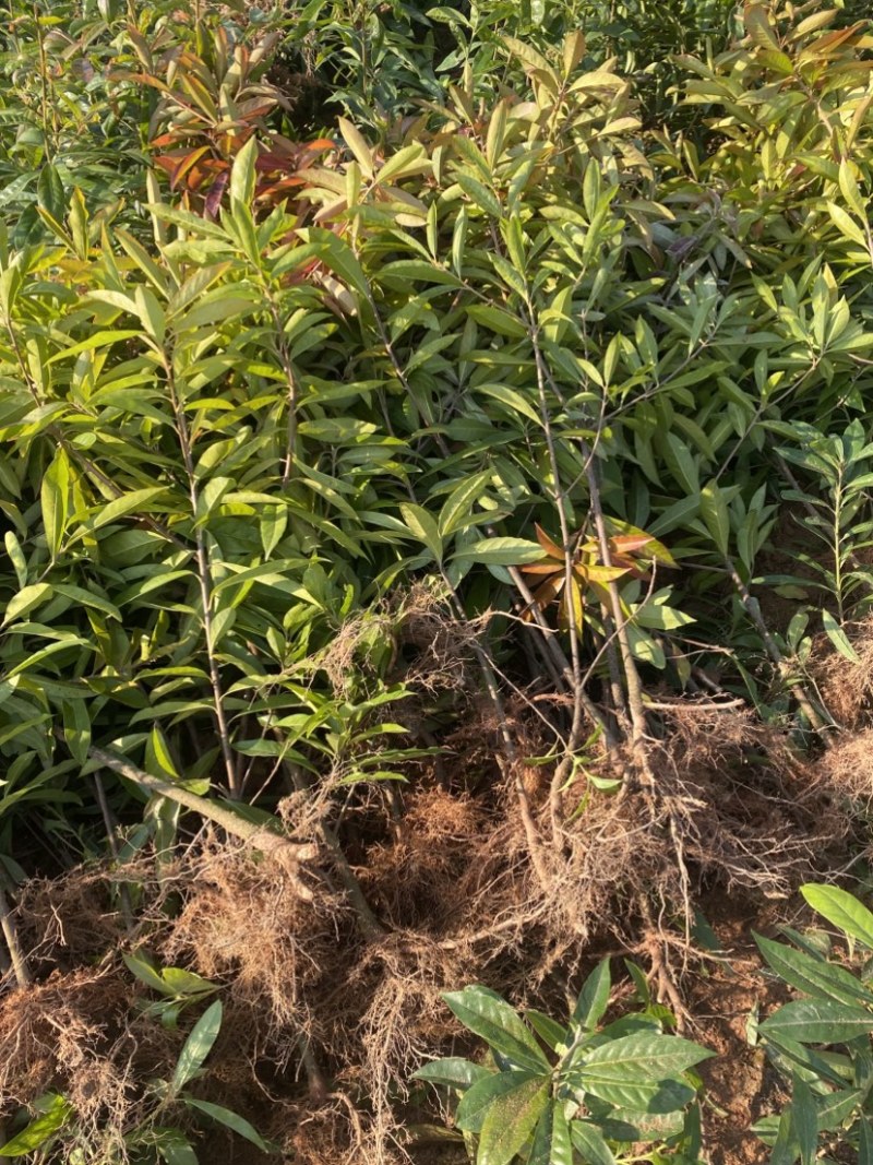 两年木荷苗，0.8以上木荷，木荷容器苗，