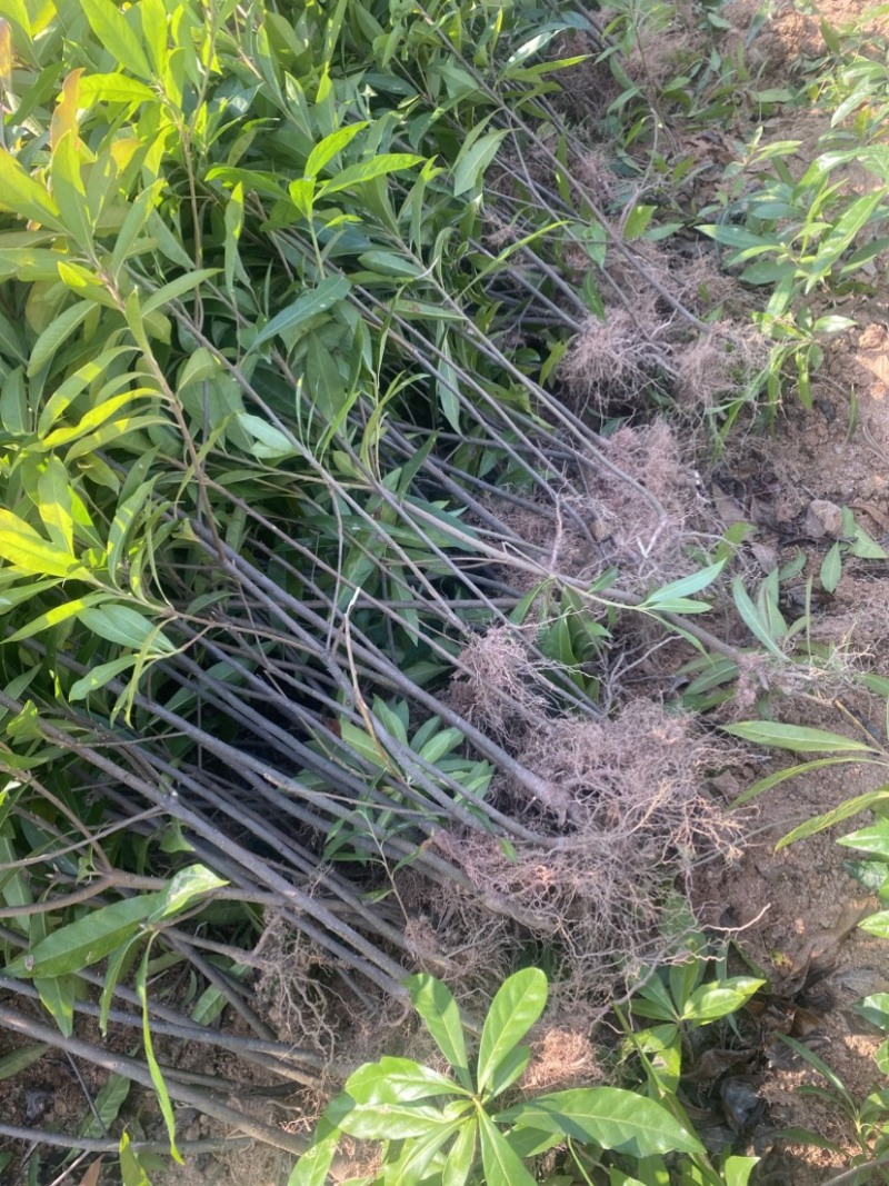 两年木荷苗，0.8以上木荷，木荷容器苗，