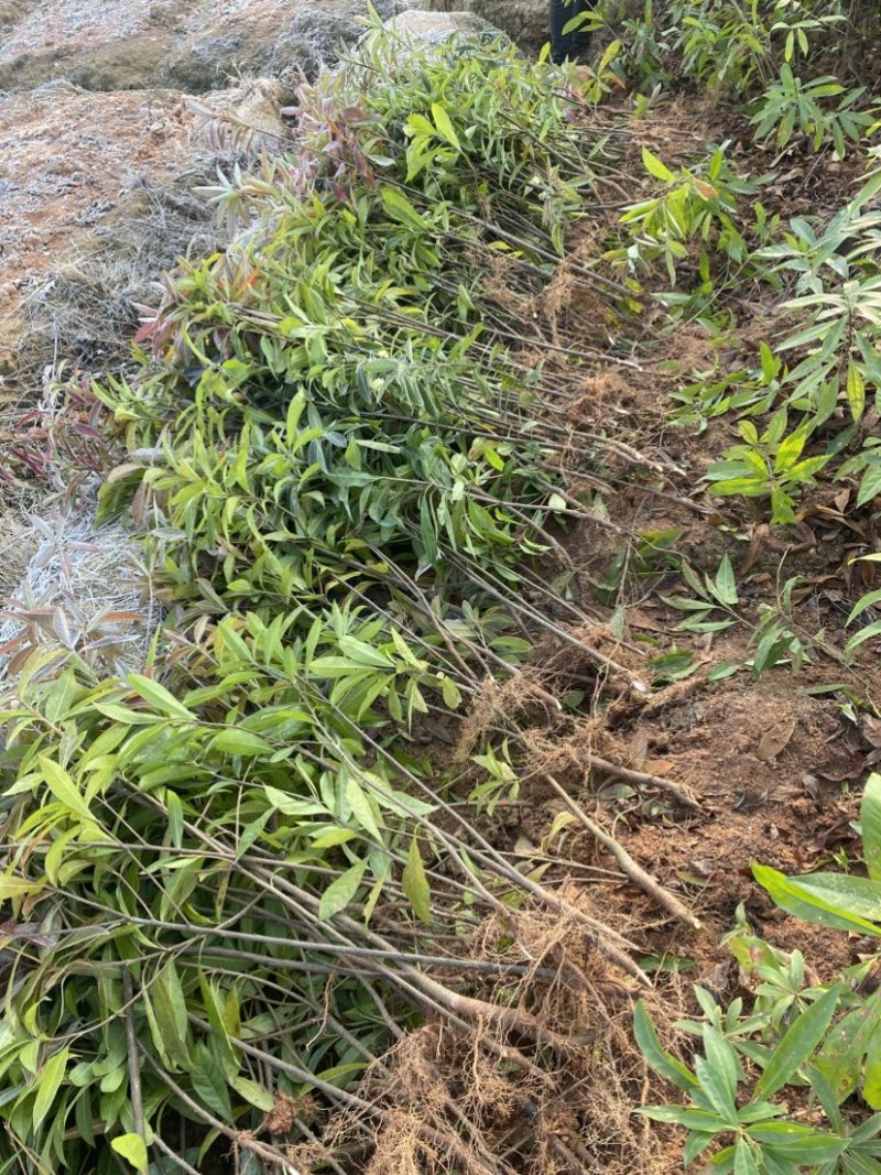 两年木荷苗，0.8以上木荷，木荷容器苗，