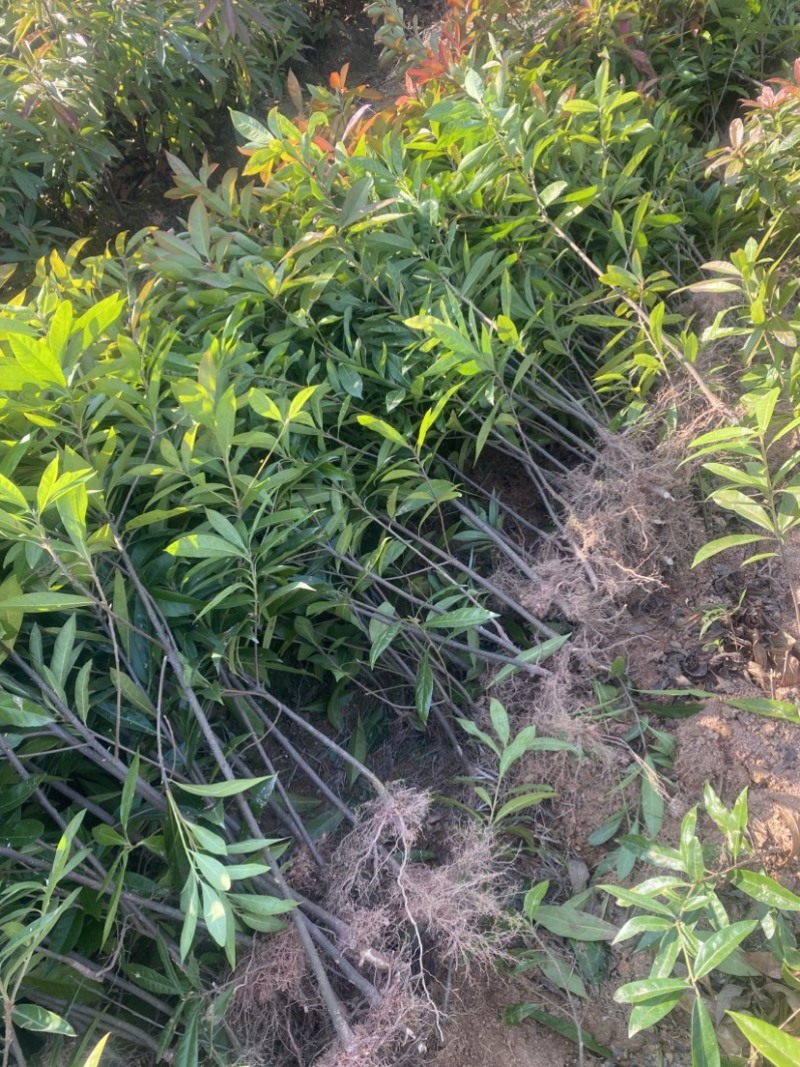 两年木荷苗，0.8以上木荷，木荷容器苗，