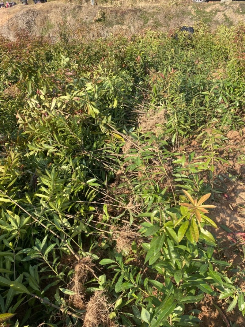两年木荷苗，0.8以上木荷，木荷容器苗，