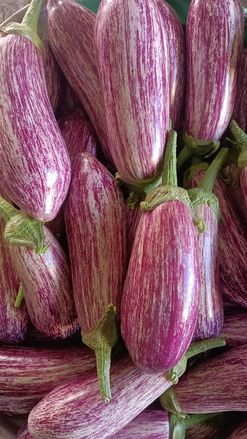 花茄
