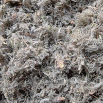茵陈山东绵茵陈前期货产地直销批发各种中药材量大从优
