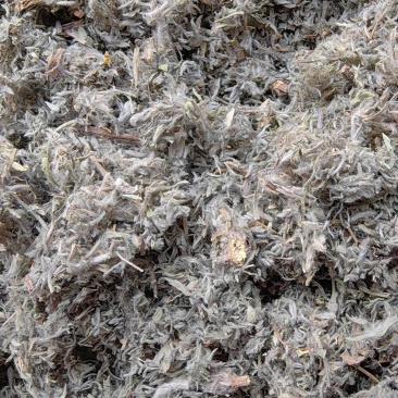 茵陈山东绵茵陈前期货产地直销批发各种中药材量大从优