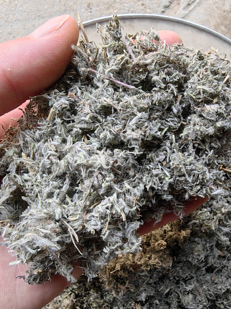 茵陈山东绵茵陈前期货产地直销批发各种中药材量大从优