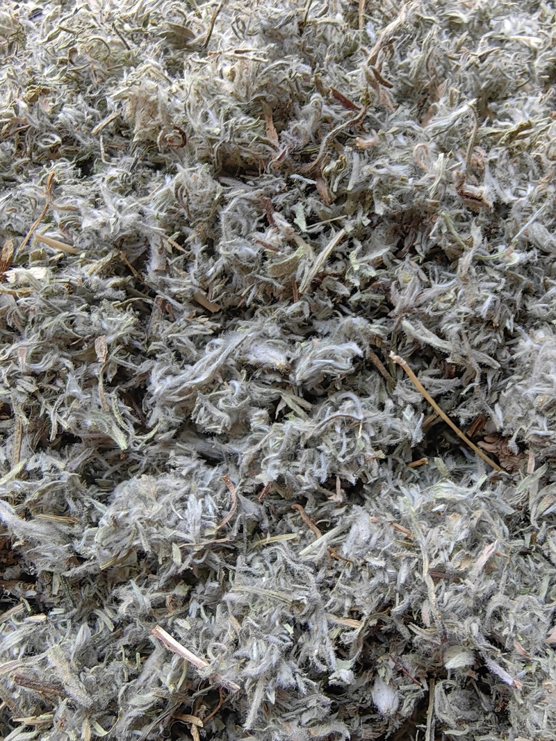 茵陈山东绵茵陈前期货产地直销批发各种中药材量大从优
