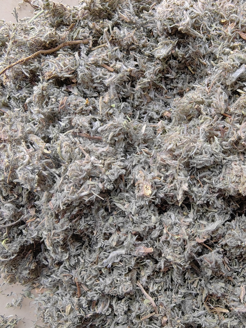 茵陈山东绵茵陈前期货产地直销批发各种中药材量大从优