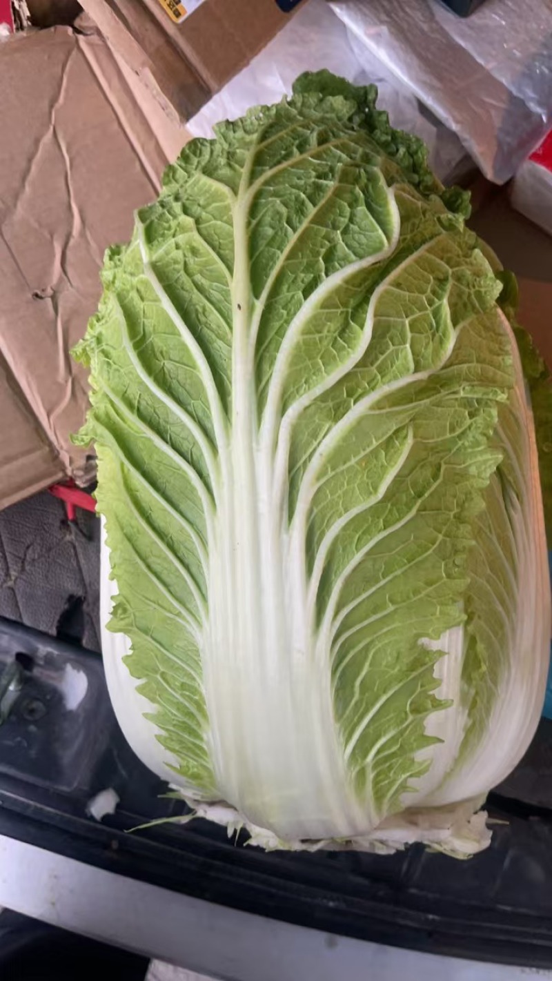 黄心菜白菜白菜大量供应有需要的联系我量大质量硬