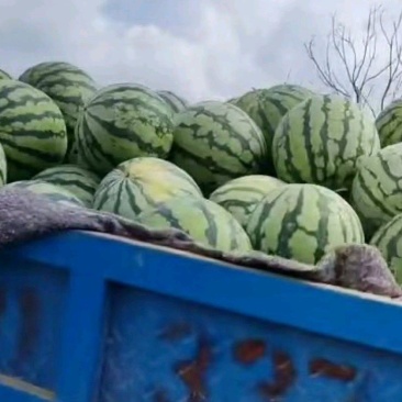 美都西瓜，电商货，市场货大量现货上市