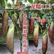 龙糯113花茄子种子中熟竹丝长茄茄子种籽软糯面包茄种子