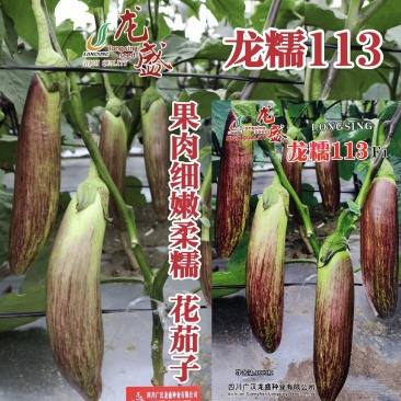 龙糯113花茄子种子中熟竹丝长茄茄子种籽软糯面包茄种子