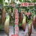 龙糯113花茄子种子中熟竹丝长茄茄子种籽软糯面包茄种子
