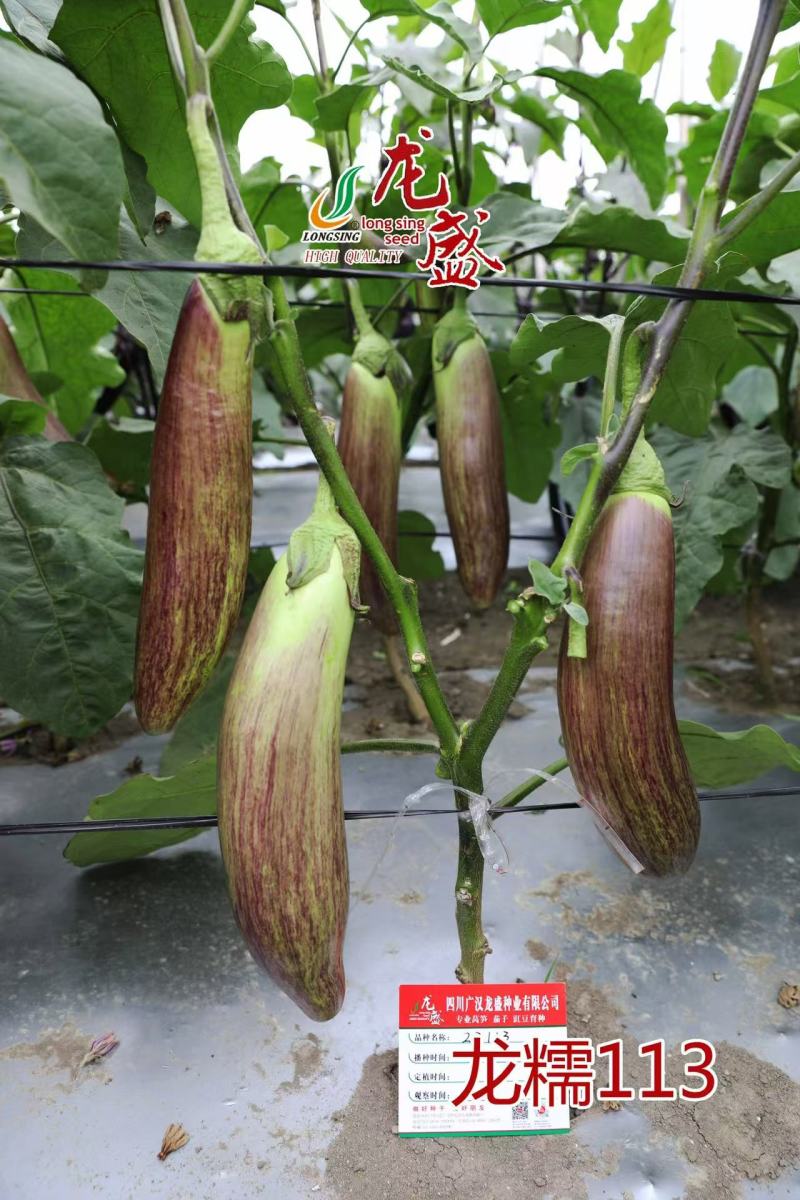 龙糯113花茄子种子中熟竹丝长茄茄子种籽软糯面包茄种子