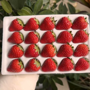 红颜草莓