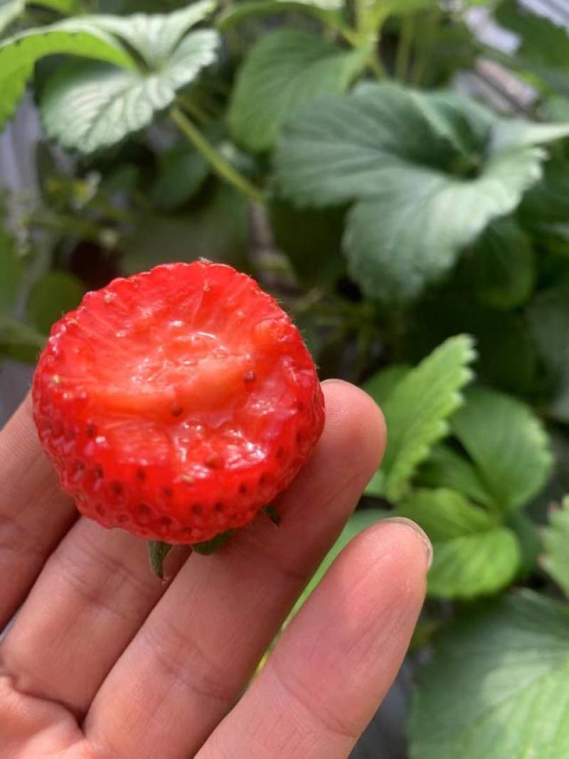 红颜草莓