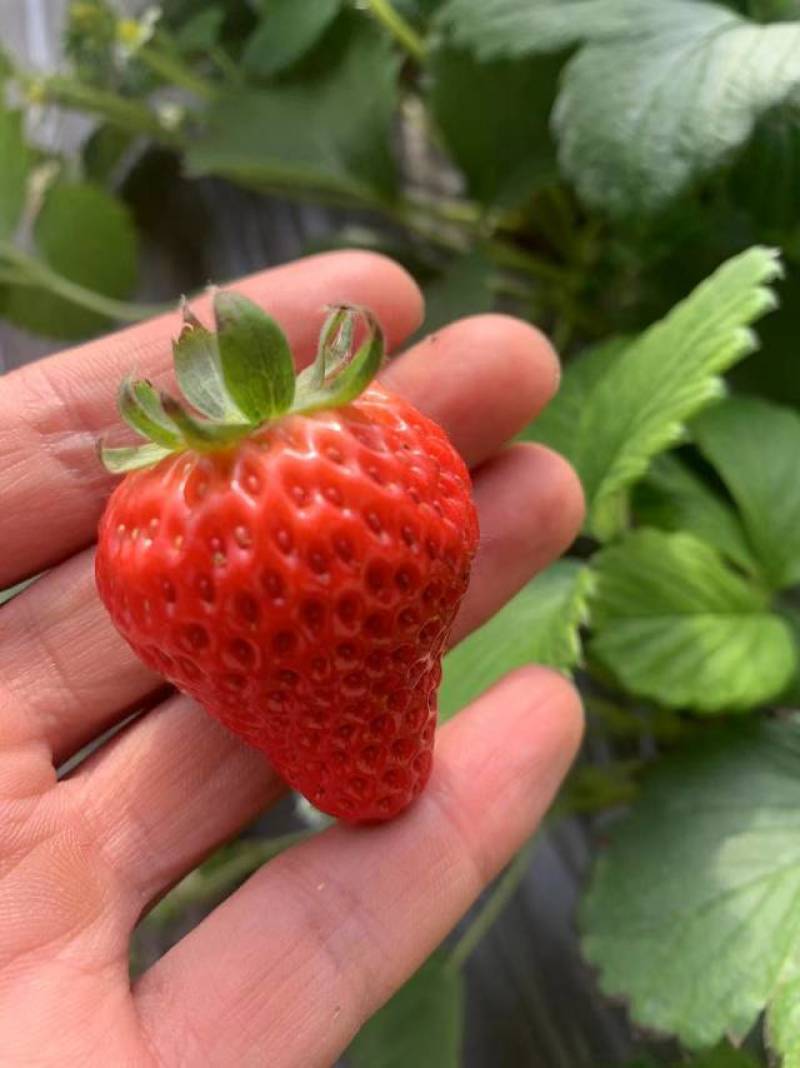红颜草莓
