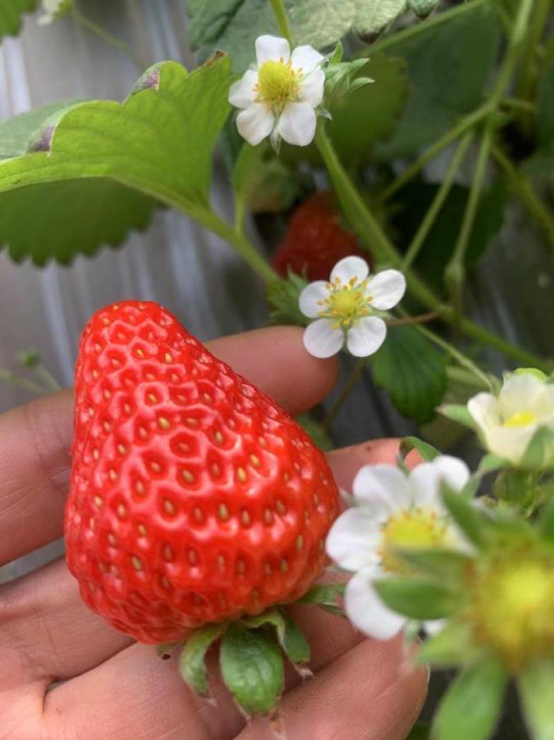 红颜草莓