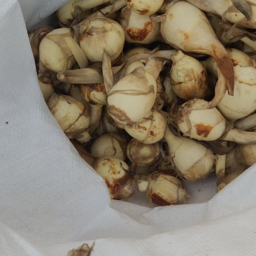大白皮茨菇