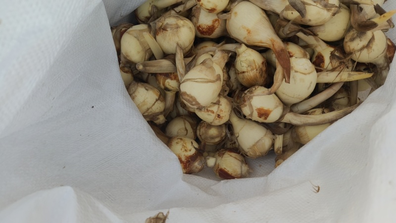 大白皮茨菇