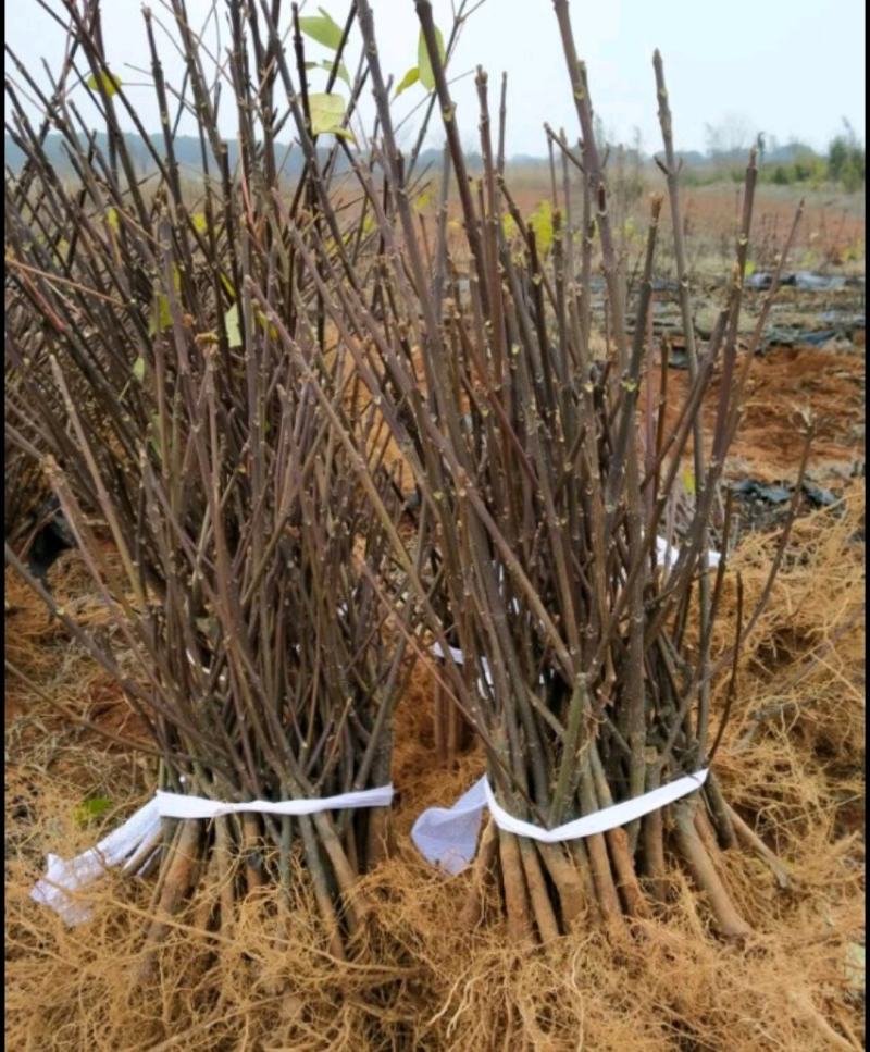 吴茱萸苗江西中花吴茱萸苗茶辣臭辣子苗扦插苗根生苗
