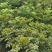 吴茱萸苗江西中花吴茱萸苗茶辣臭辣子苗扦插苗根生苗