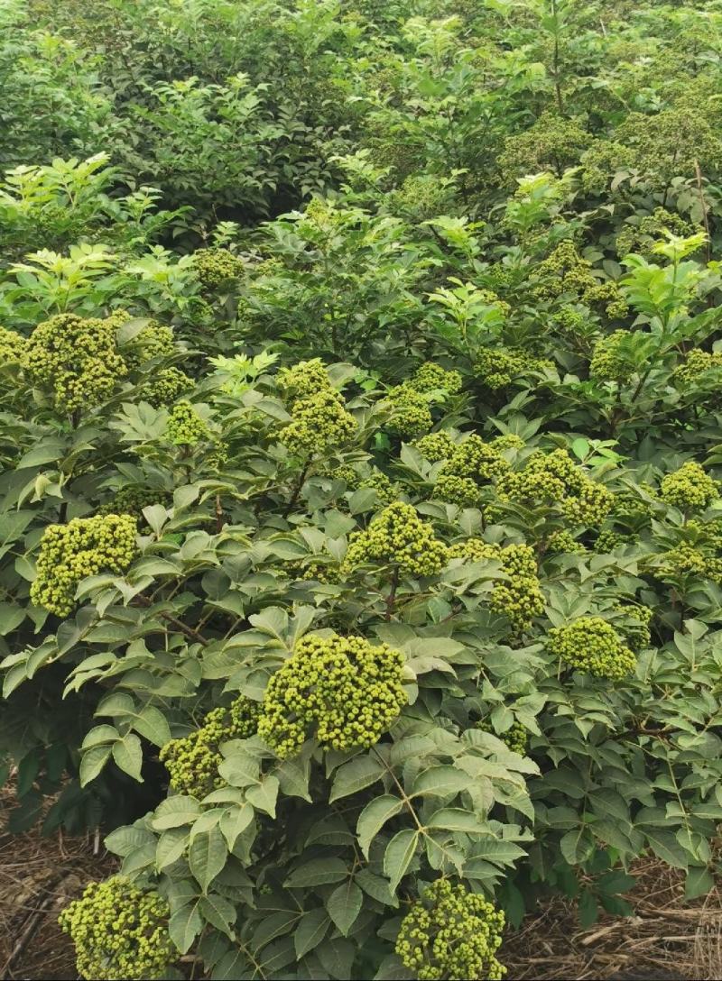 吴茱萸苗江西中花吴茱萸苗茶辣臭辣子苗扦插苗根生苗