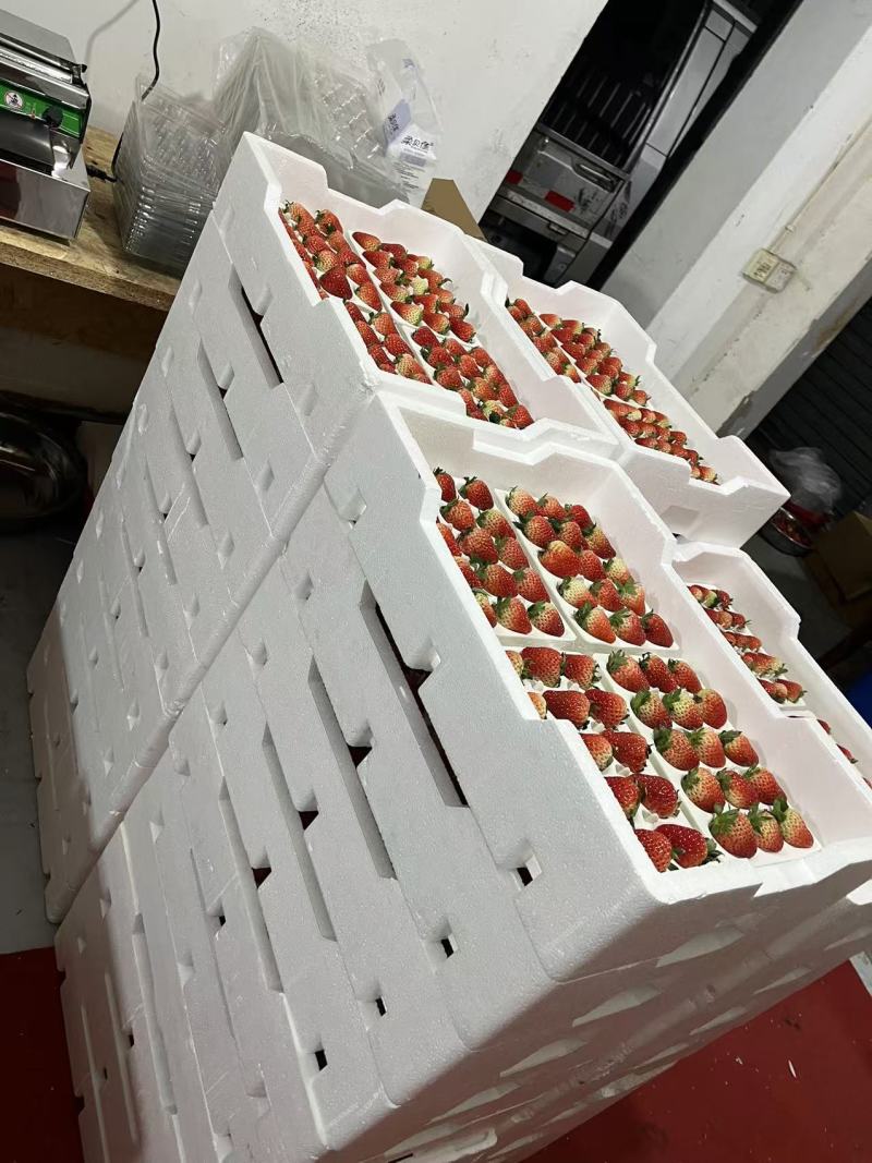 【四川草莓】红颜巧克力草莓支持视频看货，可发往全国市场！