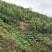 云南高山水果玉米，产地直发，整车价格美丽