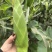 云南高山水果玉米，产地直发，整车价格美丽