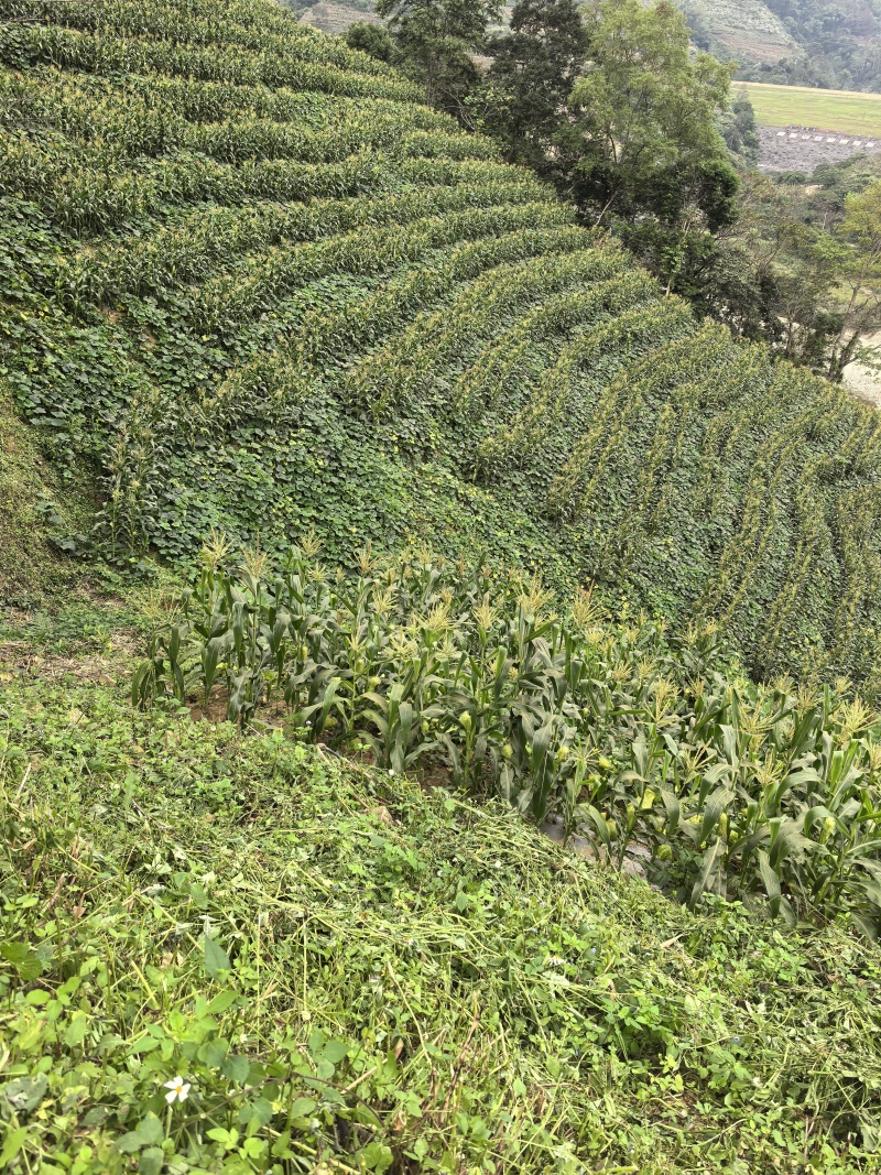 云南高山水果玉米，产地直发，整车价格美丽