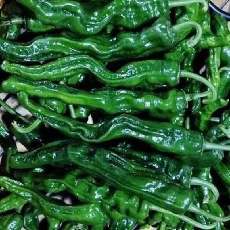 皱皮椒苗，自产自销，口感好，辣味浓