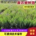 优质薰衣草种子、基地大规模种植货源充足全年供货