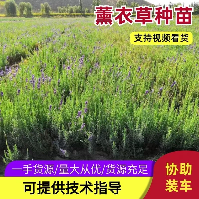 优质薰衣草种子、基地大规模种植货源充足全年供货