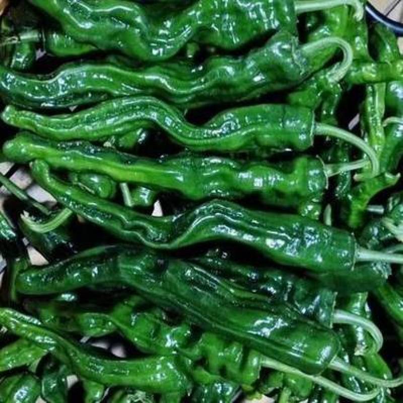 皱皮椒苗，自产自销，口感好，辣味浓