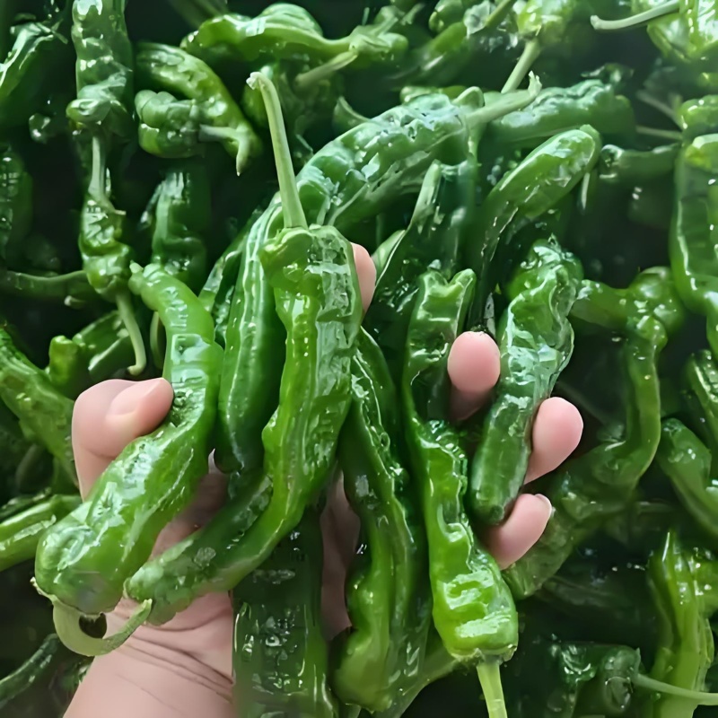 皱皮椒苗，自产自销，口感好，辣味浓