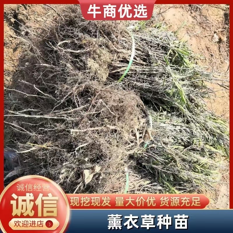 新疆65团薰衣草种苗、基地大规模种植货源充足全年供货