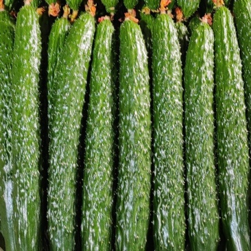 精品新苗黄瓜大量现货，产地直供，走货快