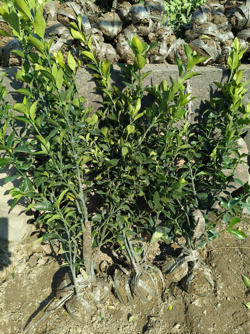 大叶黄杨小毛球高度50一60cm，基地有量，欢迎来订购。