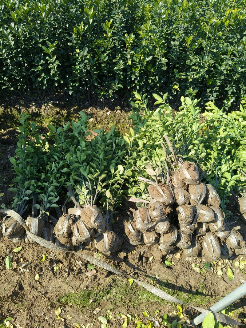大叶黄杨小毛球高度50一60cm，基地有量，欢迎来订购。