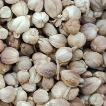 白豆寇实物拍摄无美颜，各种香料批发可代加工打粉压片做丸